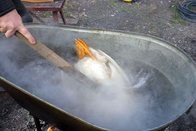 Гусь в горячей воде