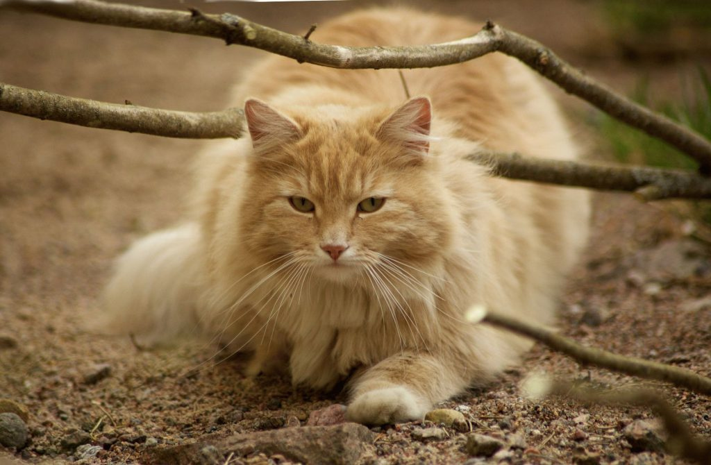 Норвежская лесная кошка