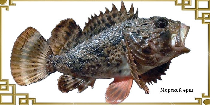 Морской горжет