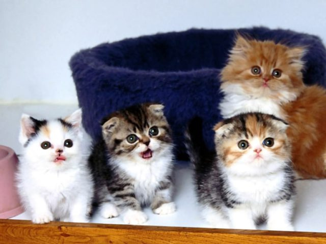 Шотландская вислоухая кошка