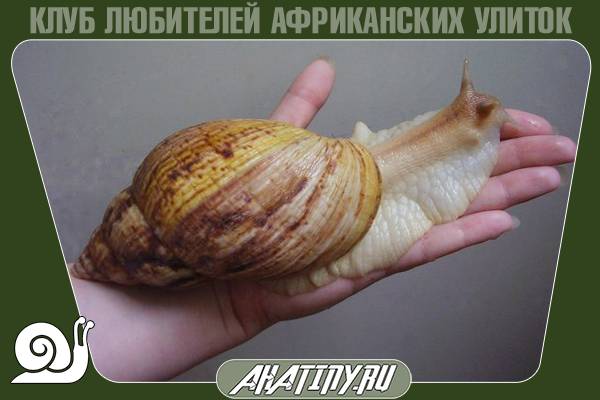 Achatina reticulata стандартная 