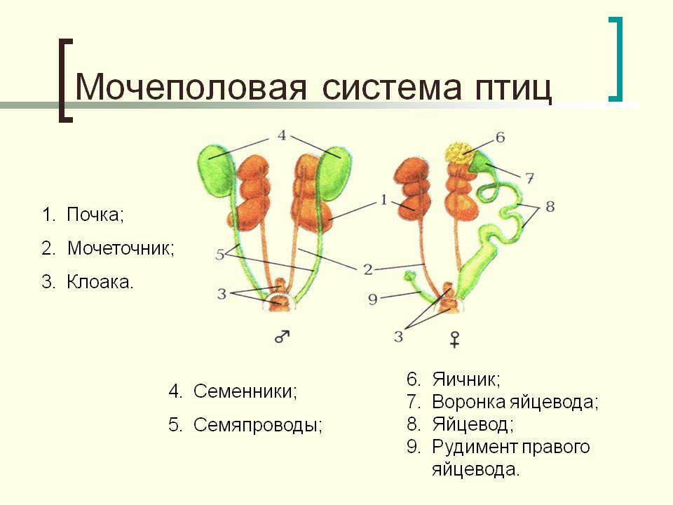 Мочеполовая система птиц.