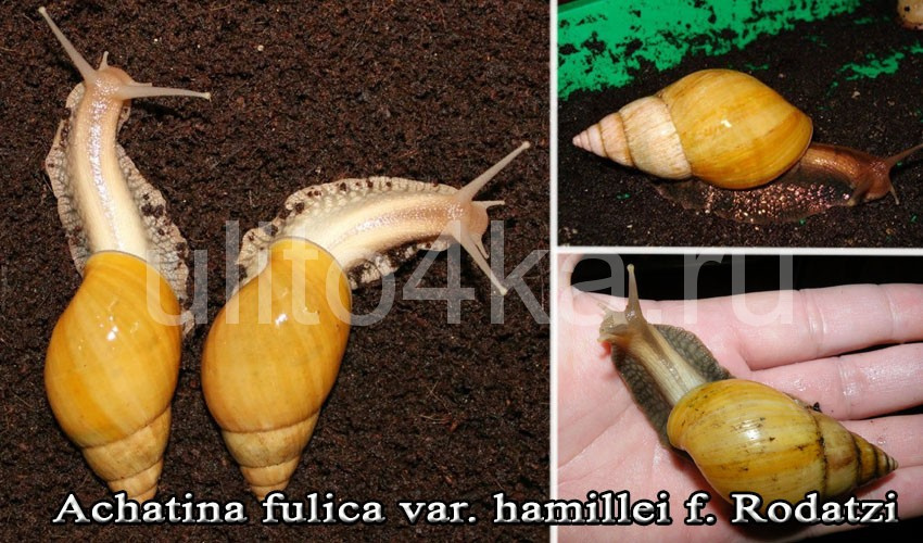 foulika