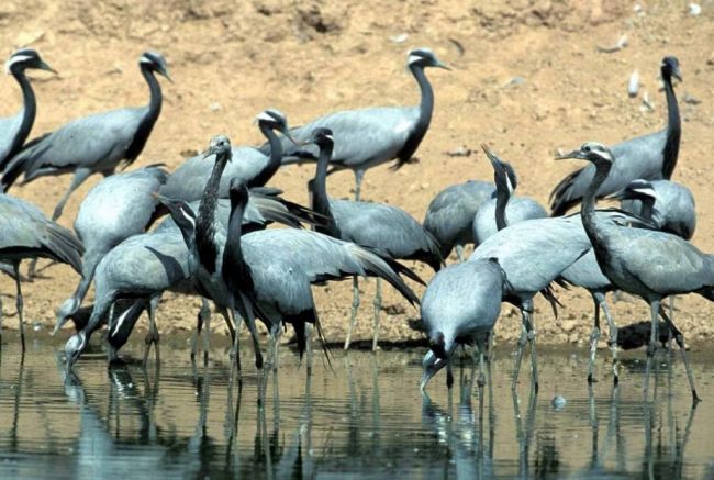 Красавки - перелетные птицы.