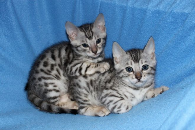 Бенгальские котята