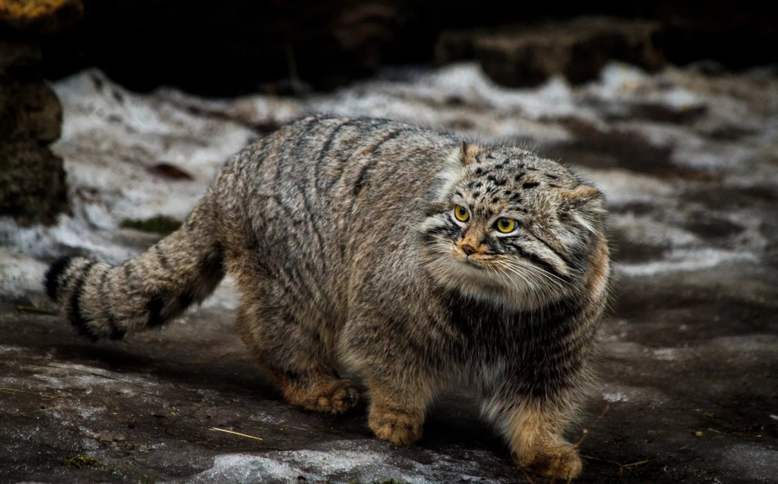 Кот Палласа