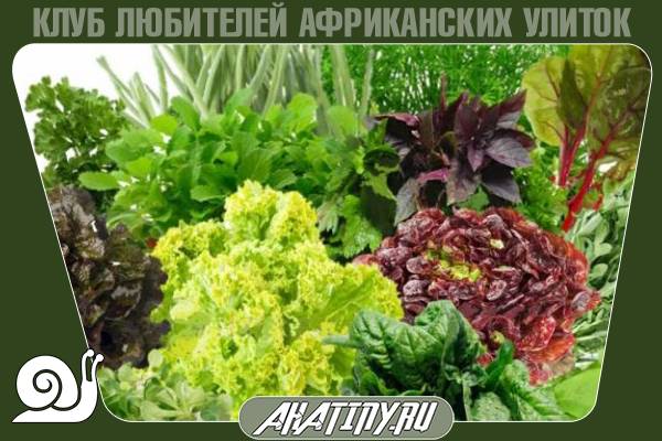 Чем кормить молодых и взрослых ахатинских пантер 