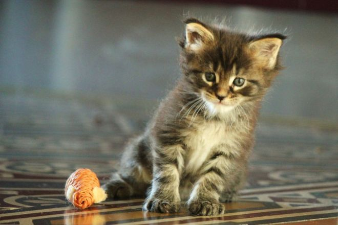 котенок мейн кун