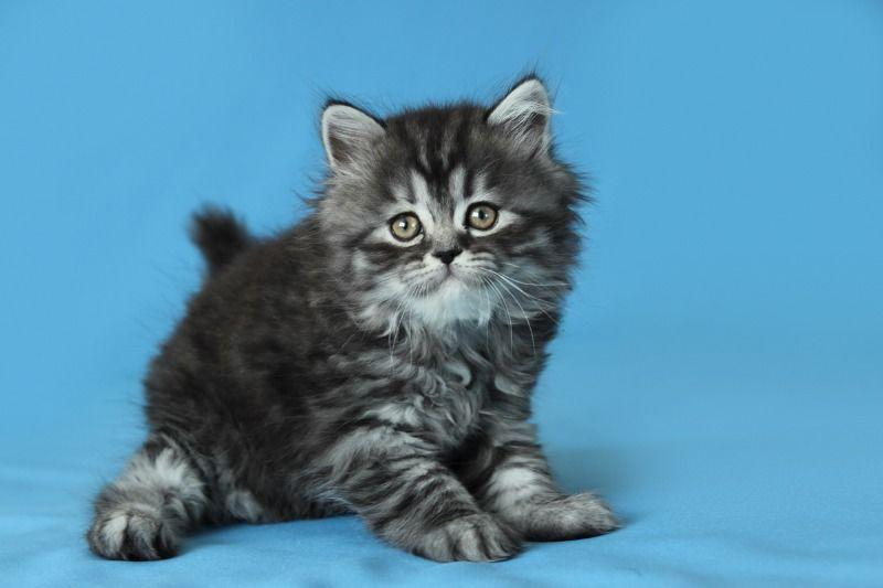 Шотландская прямоухая кошка