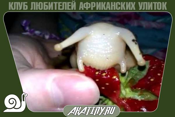 Как ухаживать и разводить ахатинов-альбиносов 