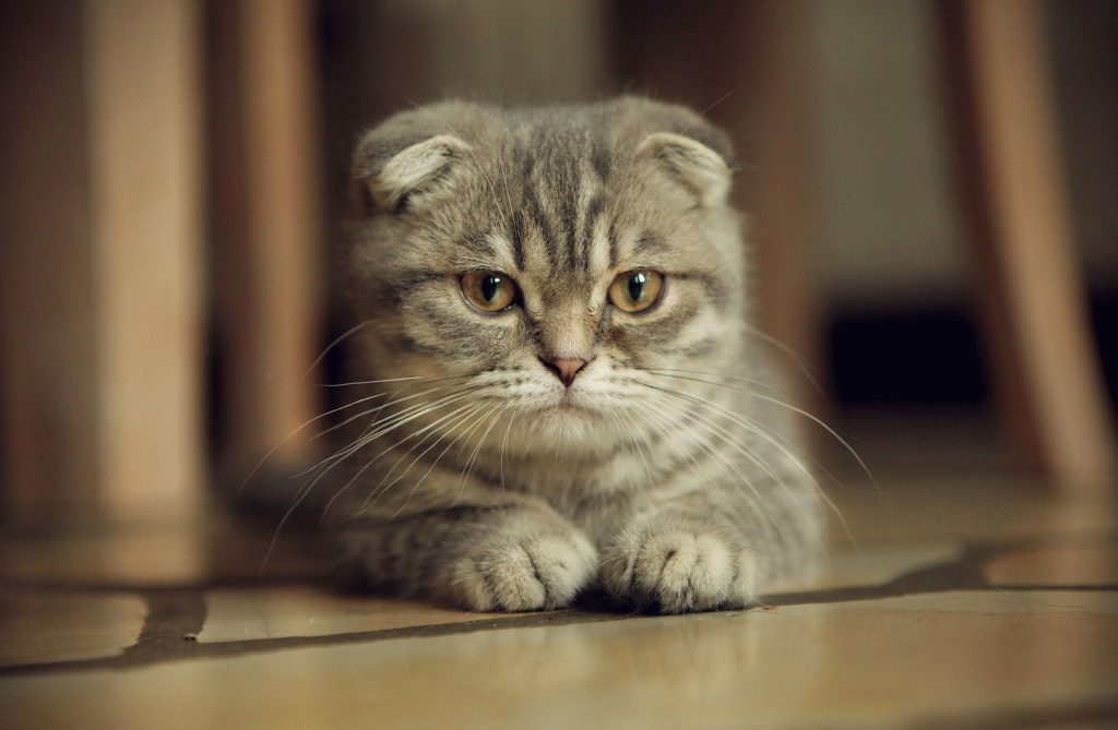 Шотландская вислоухая кошка