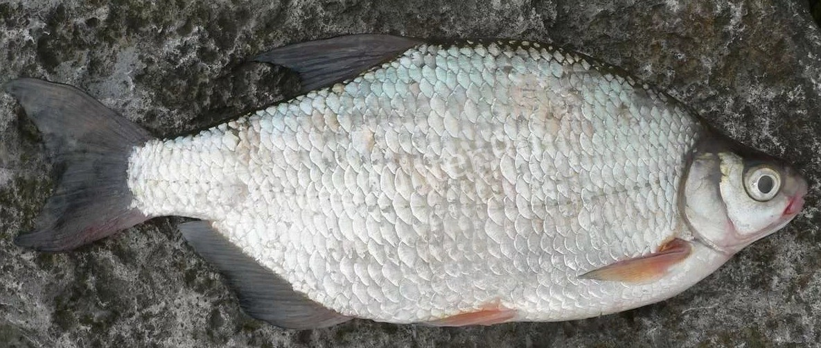 Белая рыба морской лещ