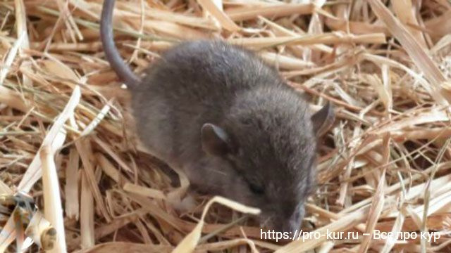 Помет от крыс и мышей обнаружен в курятнике
