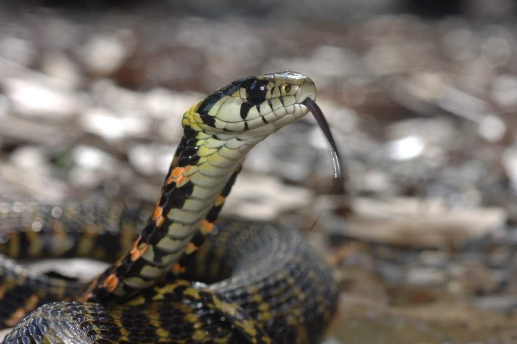 Тигровая змея (Rhabdophis tigrinus).