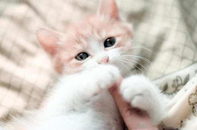 Котенок на кровати