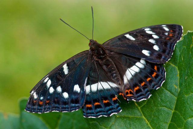 Ленточная бабочка из тополя (Limenitis populi)