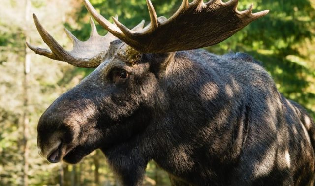 Виды оленей