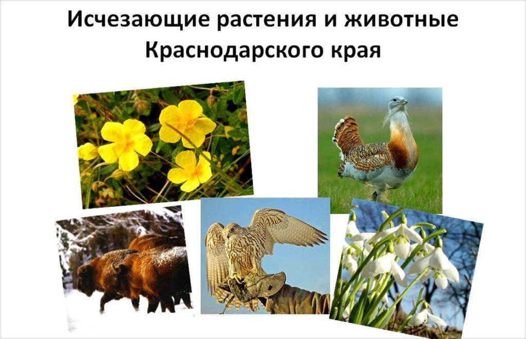 Вымирающие растения и животные Краснодарского края