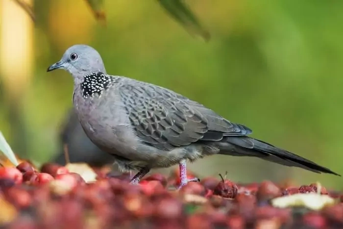 Пятнистый голубь - фото (Streptopelia chinensis