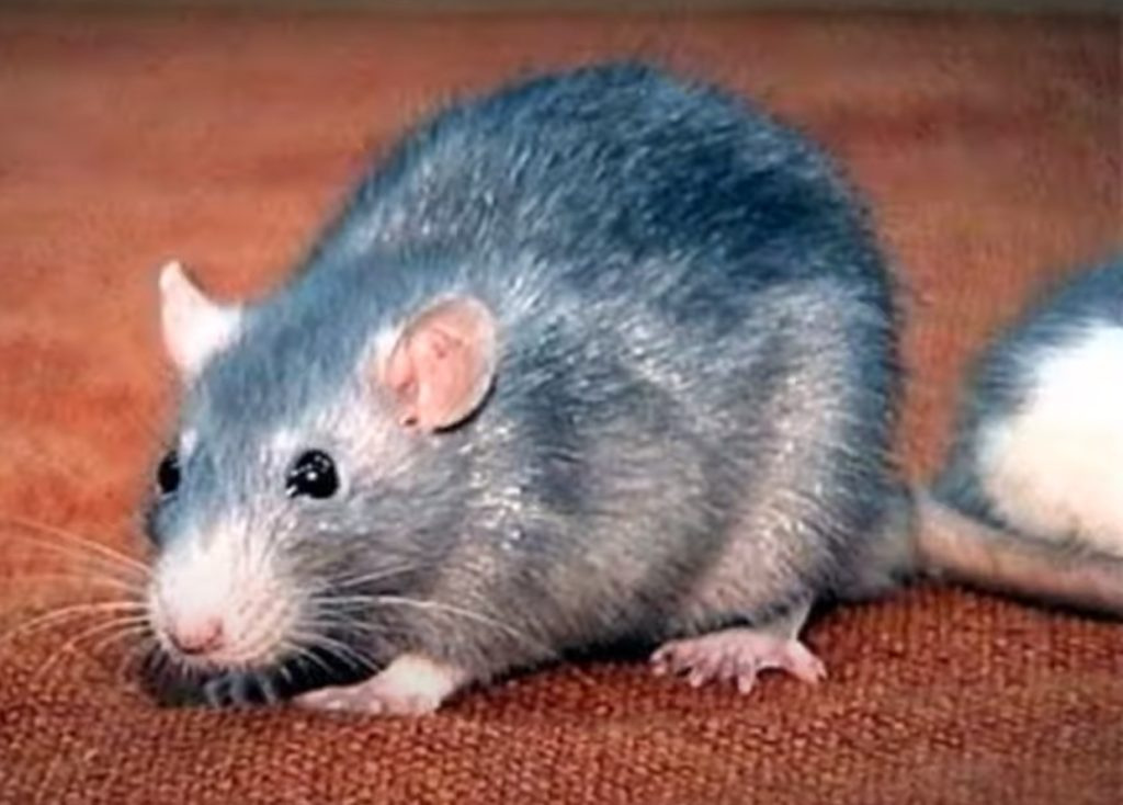 Стандарты породы