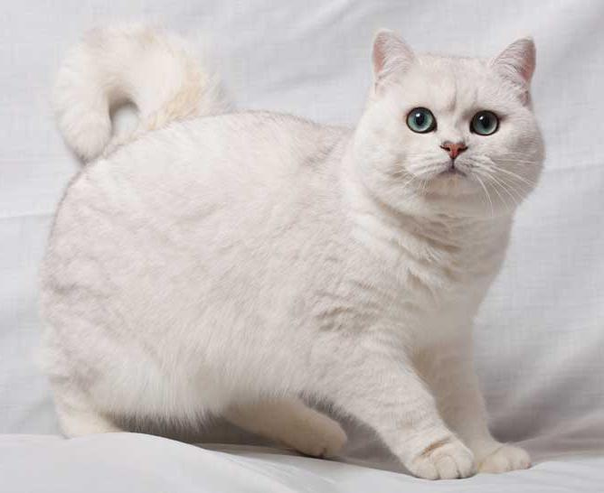 Шотландская прямоухая кошка