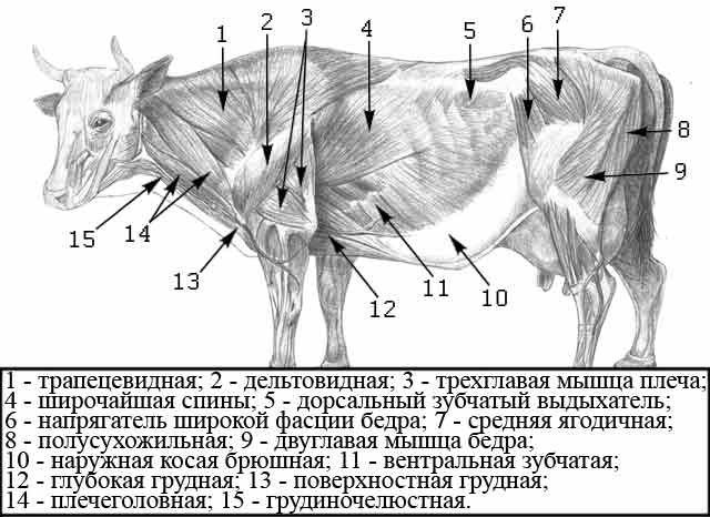 Поверхностные мышцы крупного рогатого скота