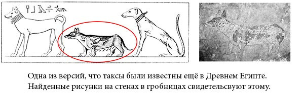 происхождение таксы