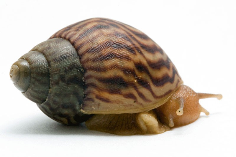 Achatina immaculata 