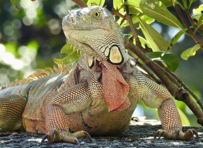 Игуана
