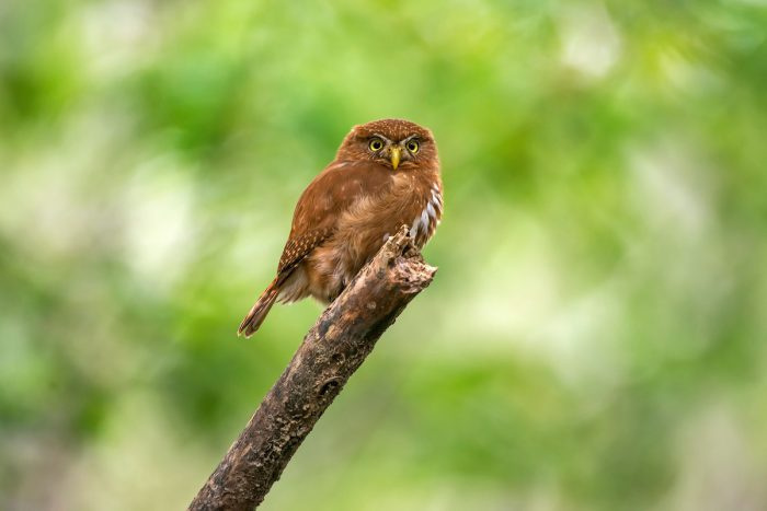 Маленькая сова (Glaucidium minutissimum) фото
