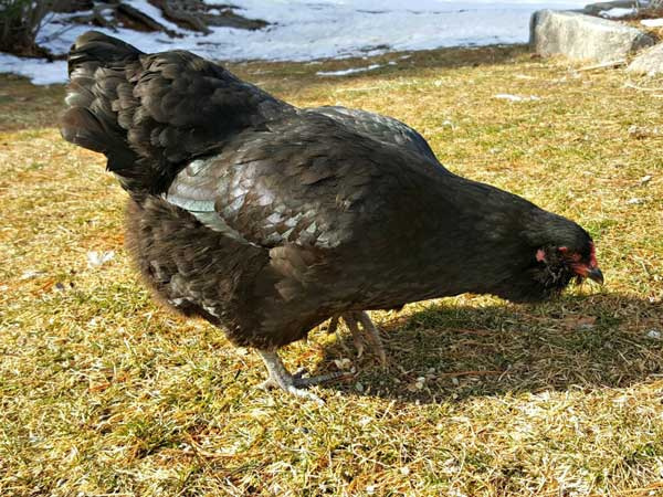 Black Olive Eggers