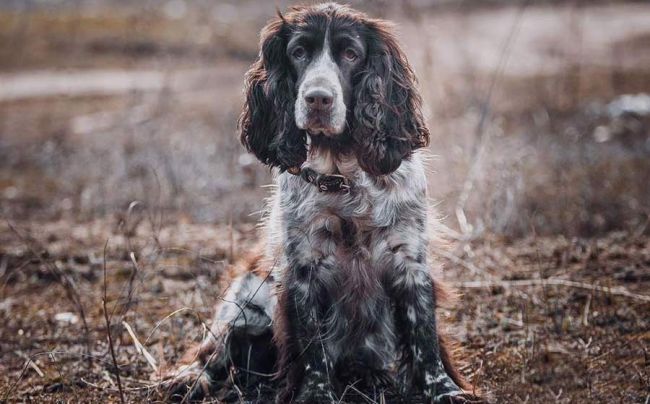 Русский охотничий спаниель