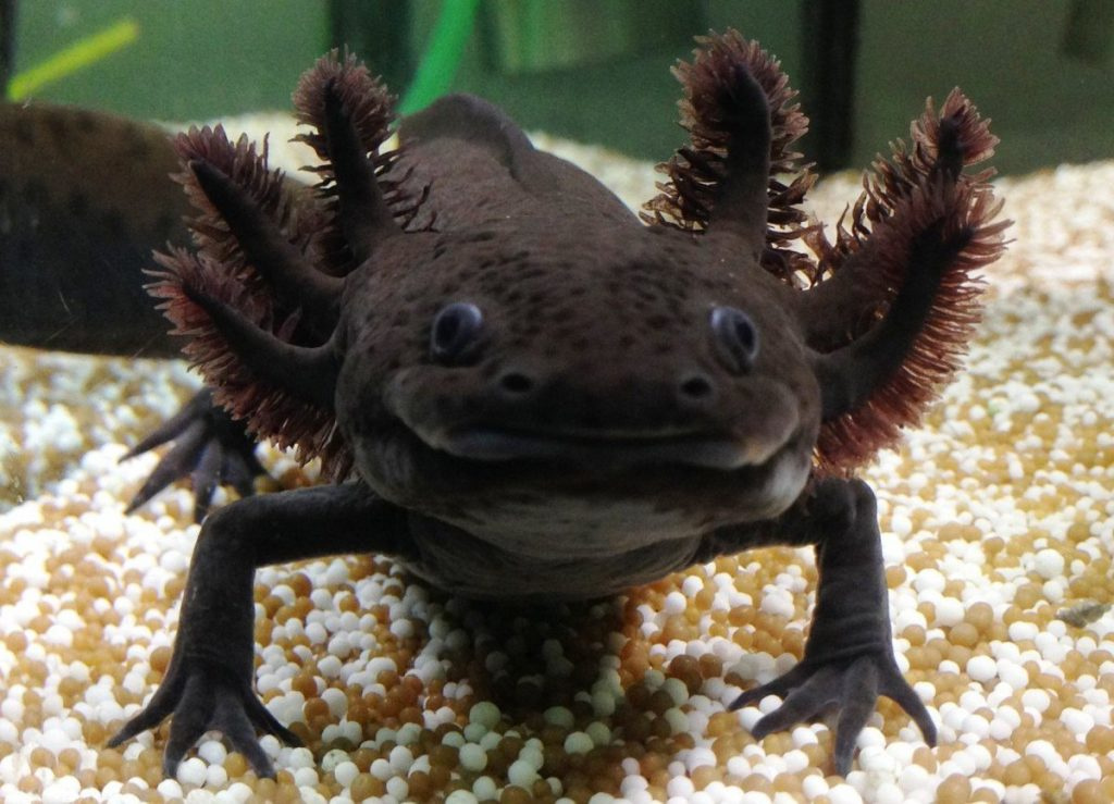 25.1_аксолотль