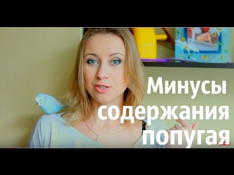 Минусы содержания попугайчика