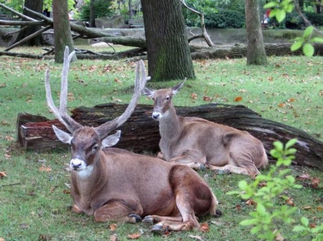 Виды оленей