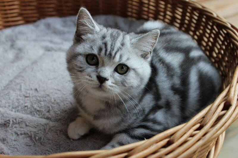 Британская короткошёрстная кошка