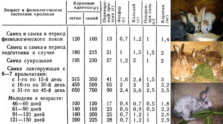 Рацион для откорма кроликов