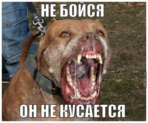 Ребенок кусается: мастер-класс, как отучить щенка от кусания