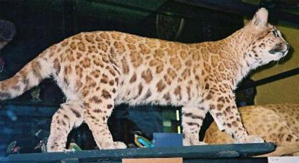 Pumapard