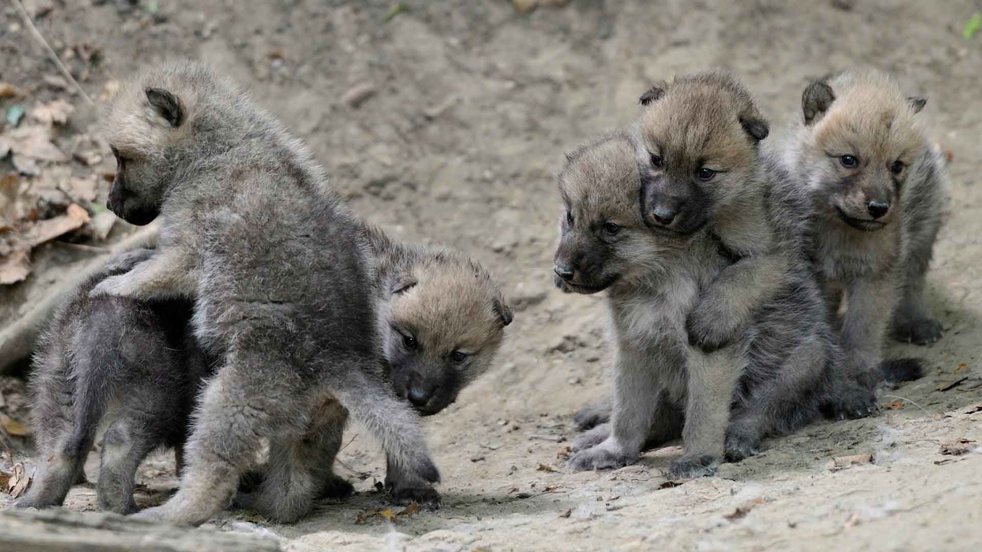 волки