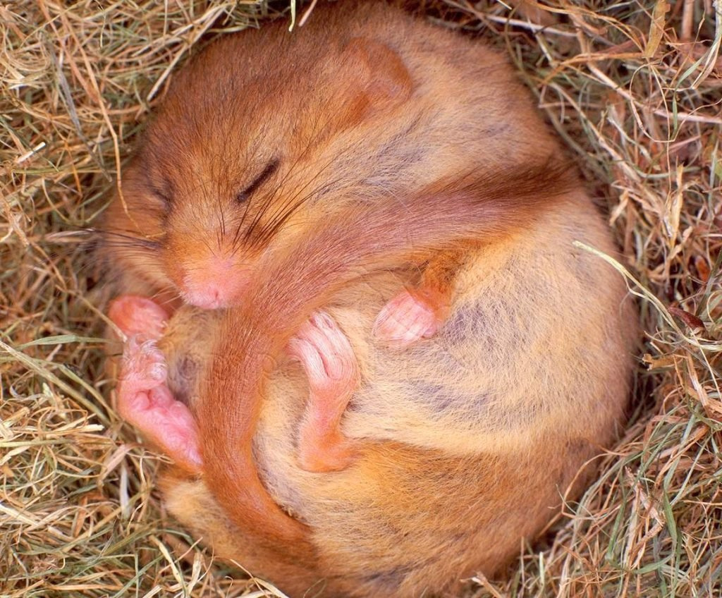 Соня обыкновенная Muscardinus avellanarius