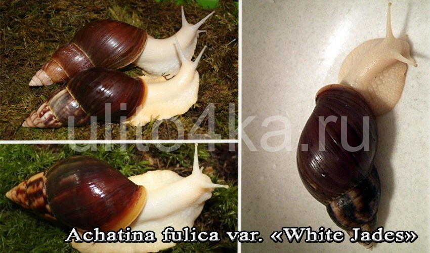 foulika