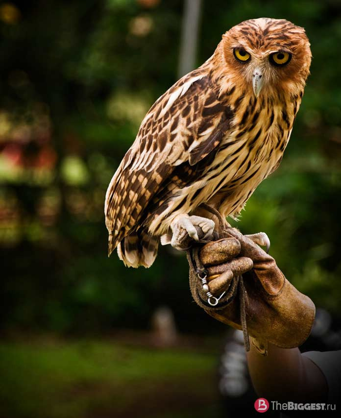 Филиппинская сова / Bubo philippensis
