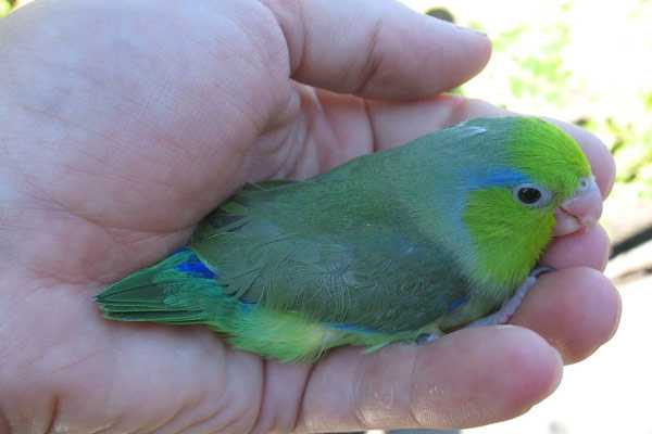 воробьиный попугай на ладони