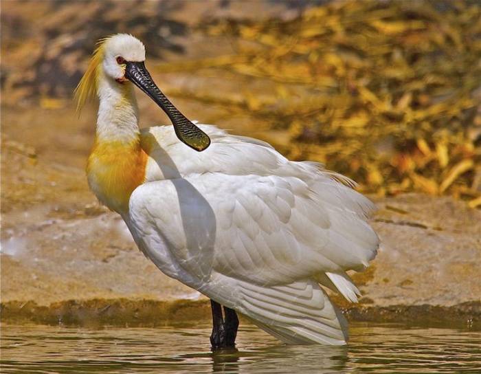 Шпатель (Platalea leucorodia).