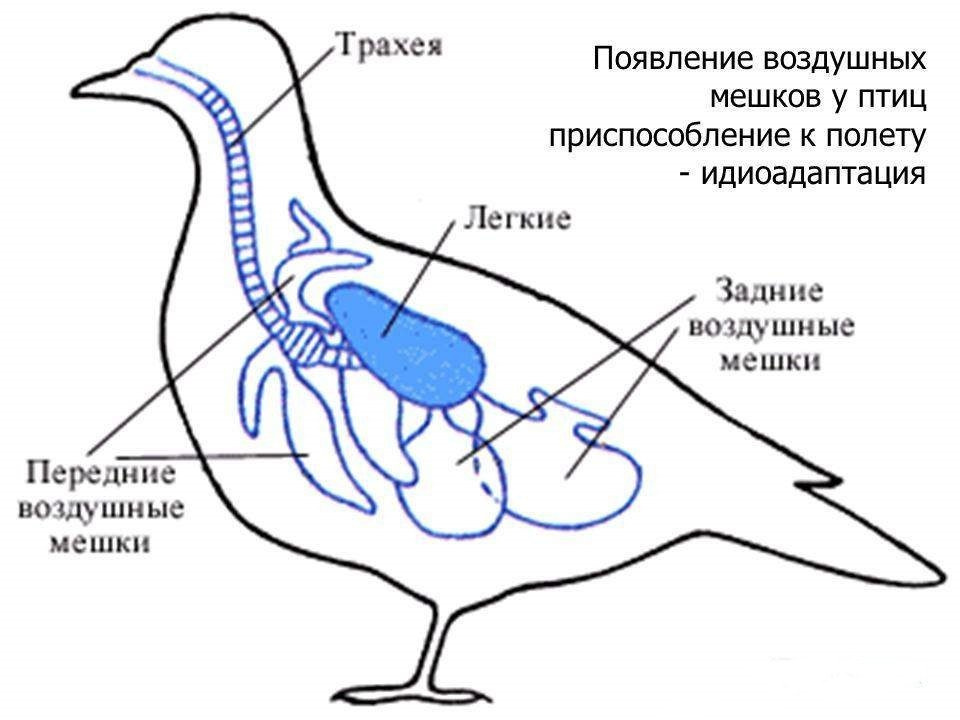 Строение дыхательной системы птиц.