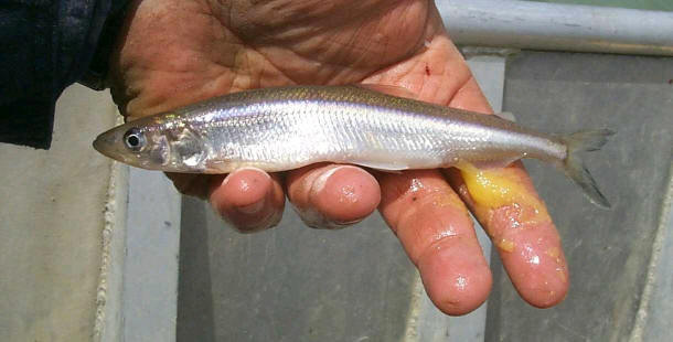 Osmerus mordax