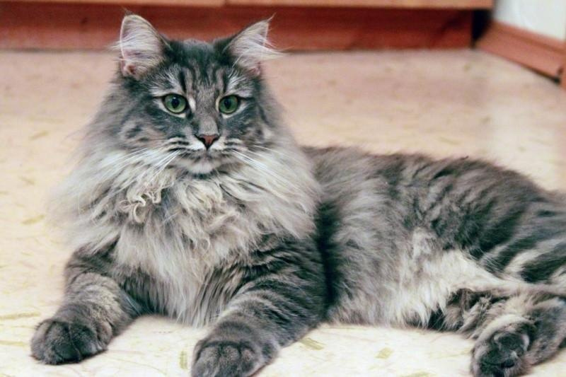 Норвежская лесная кошка