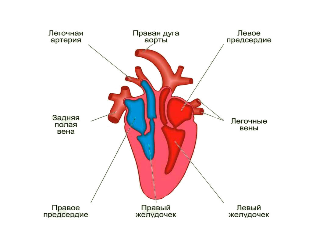 Строение и анатомия попугаев