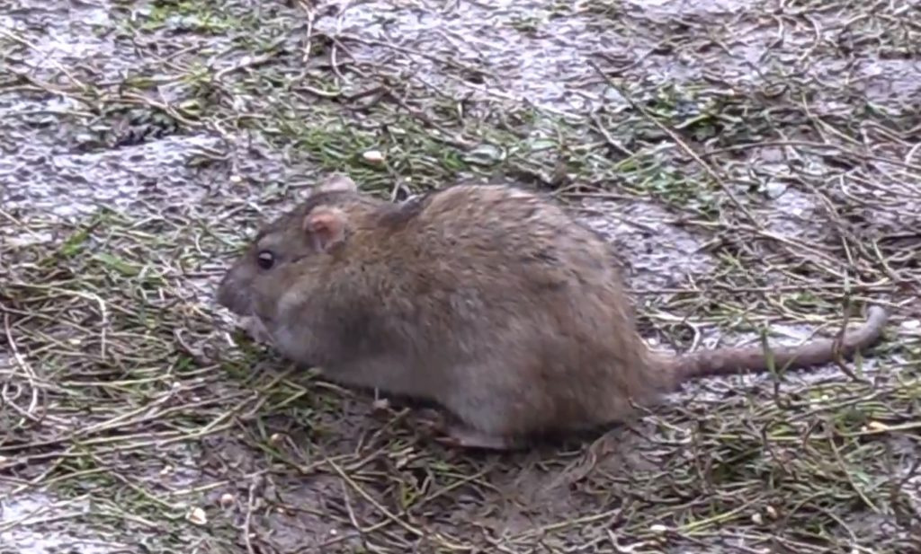 Коричневая крыса